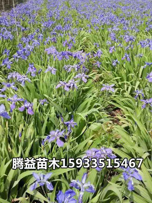 紫花鸢尾 