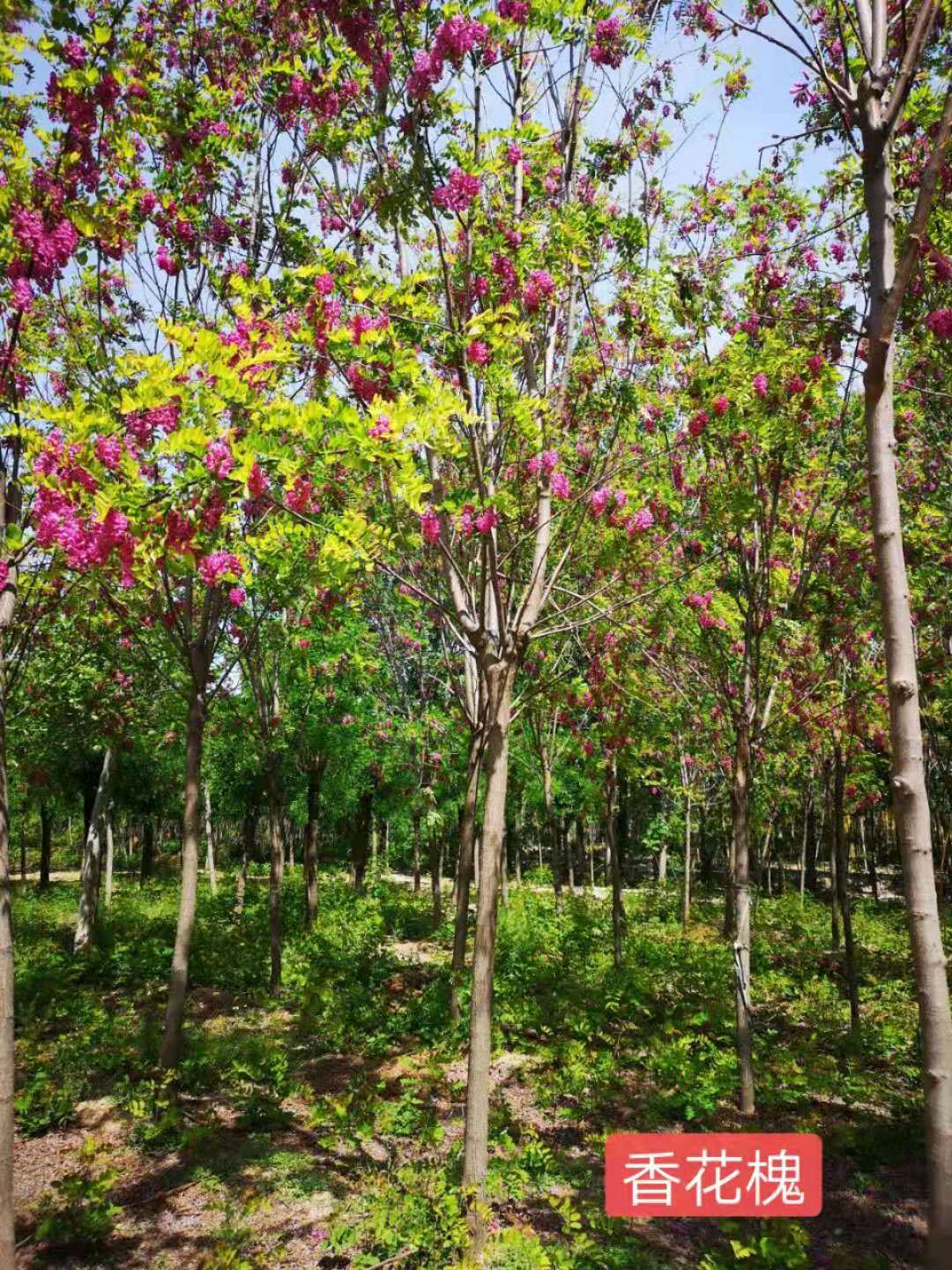 香花槐 